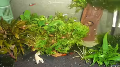 Gesellschaft 60x30x40cm von Aqualady