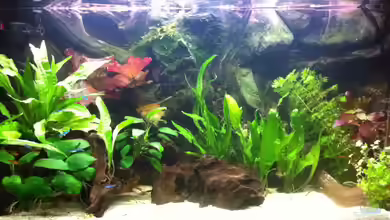 Gesellschaftsbecken 116 Liter von Thomas Limberg