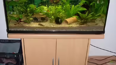 Gesellschaftsbecken (abgebaut) von sp4x