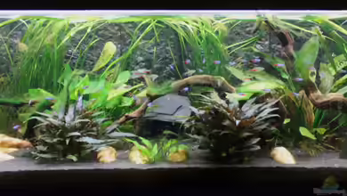 Gesellschaftsbecken mit LED-Beleuchtung von GothRiderz