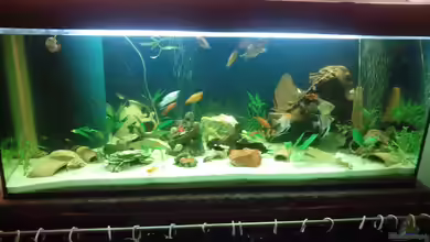 Gesellschaftsbecken Nordish von FloLP87