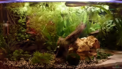 Gesellschaftsbecken (nur noch Beispiel ) von Martin W.