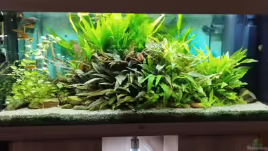 Gesellschaftsbecken Süd Ost Asien von Thomas Kreuter