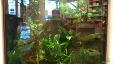 Gesellschaftsbecken Viersen von Biosphaeren