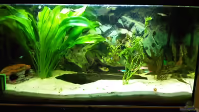 Gesellschaftsbecken von firetux