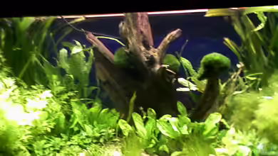 Gesellschaftsbecken von Path