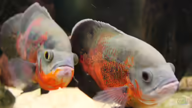 Gesellschaftsbecken von Norbert Diessl