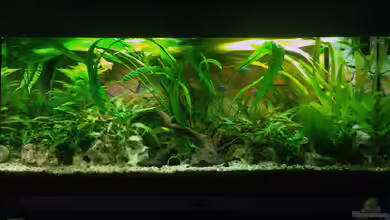 Gesellschaftsbecken von MAZ7936