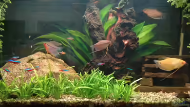 Gesellschaftsbecken von Flieger