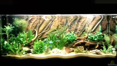 Gesellschaftsbecken von Hubi und Hilli