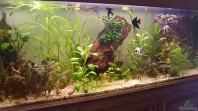 Gesellschaftsbecken von Casual