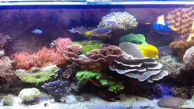 Gesellschaftsbecken von Madoxl