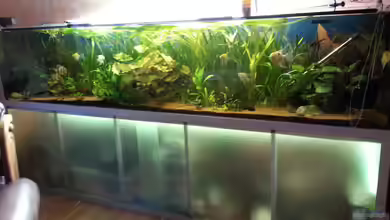 Gesellschaftsbecken von Hollyday