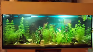 Gesellschaftsbecken von Benjamin23