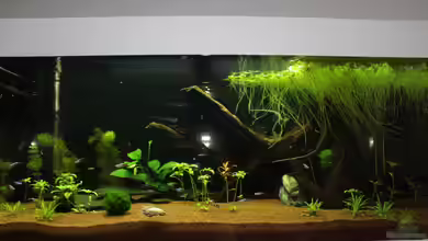 Gesellschaftsbecken von Stephan Banani