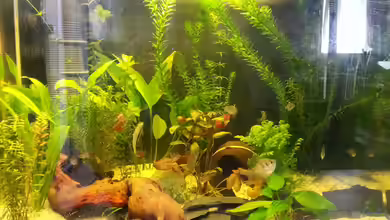 Gesellschaftsbecken von Matze0606