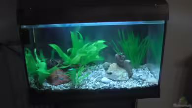 Geseltschaftsbecken von aquila