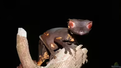 Gespenst-Plattschwanzgecko - Uroplatus phantasticus: Haltung, Lebensraum und Pflege im Terrarium