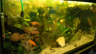 Gesselschaftsaquarium von Fisch Zimmer