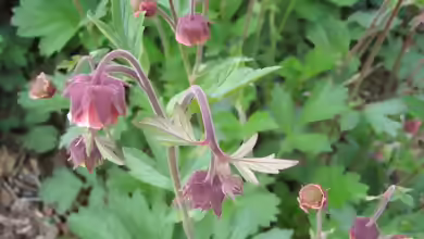 Geum rivale am Gartenteich