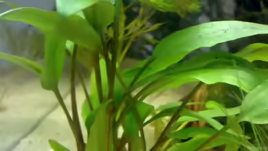 Gewelltblättriger Wasserkelch im Aquarium pflegen