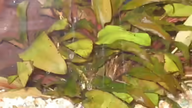Gewimperter Wasserkelch im Aquarium pflegen