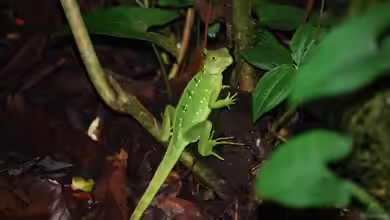 Gewittersimulation im Terrarium - Naturnahe Wetterphänomene realistisch nachbilden