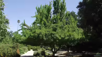 Ginkgo biloba im Garten pflanzen