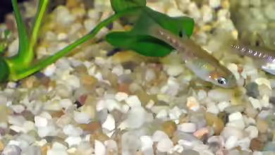 Girardinus metallicus im Aquarium halten