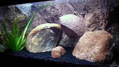 Gladsheim von T H O R