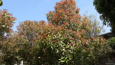 Glanzmispelbäume - Der umfassende Ratgeber für einen der vielseitigsten Gartenbäume