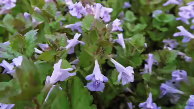 Glechoma hederacea im Garten pflanzen