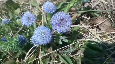 Globularia punctata im Garten pflanzen