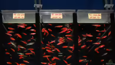 Glofish im Aquarium halten
