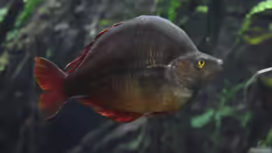 Glossolepis dorityi im Aquarium halten