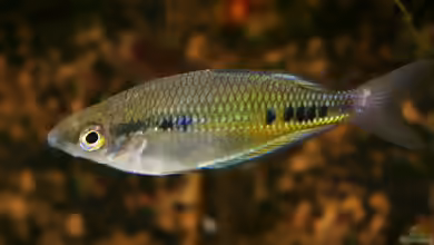 Glossolepis maculosus im Aquarium halten