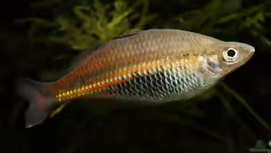 Glossolepis ramuensis im Aquarium halten