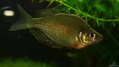 Glossolepis wanamensis im Aquarium halten