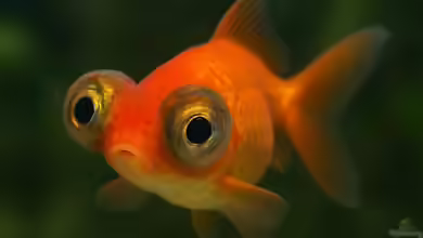 Glotzaugen bei Zierfischen - Ursachen, Behandlung und Vorbeugung