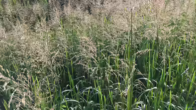 Glyceria maxima am Gartenteich