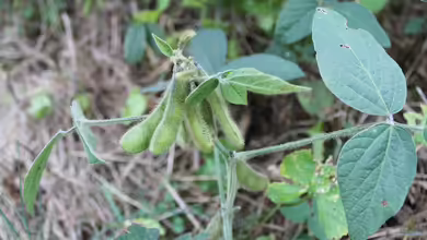 Glycine max im Garten pflanzen