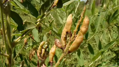 Glycyrrhiza glabra am Gartenteich