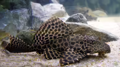 Glyptoperichthys gibbiceps im Aquarium halten