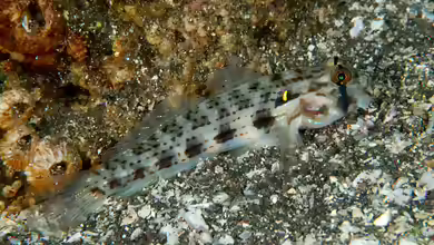 Gnatholepis cauerensis im Aquarium halten