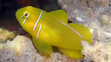 Gobiodon citrinus im Aquarium halten