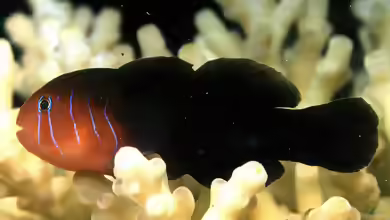 Gobiodon quinquestrigatus im Aquarium halten