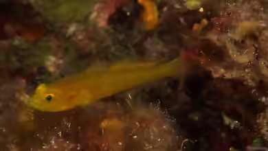 Gobius auratus im Aquarium halten