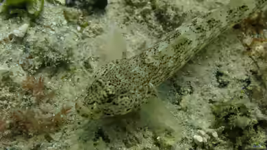 Gobius bucchichi im Aquarium halten