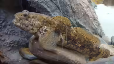 Gobius cobitis im Aquarium halten