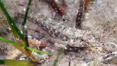 Gobius couchi im Aquarium halten